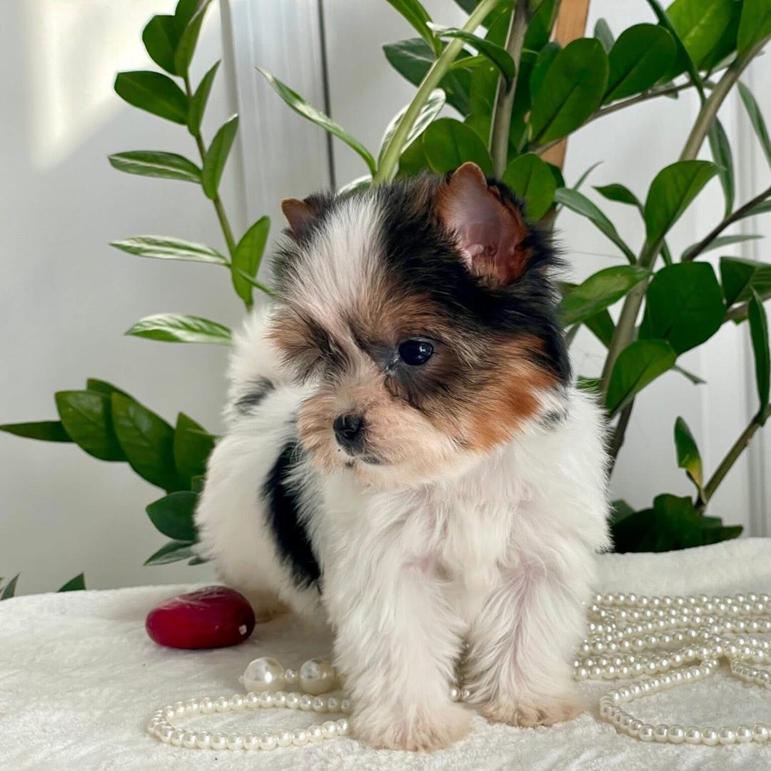 WhatsApp Image 2025-06-21 at 10.53.41 PM(3)